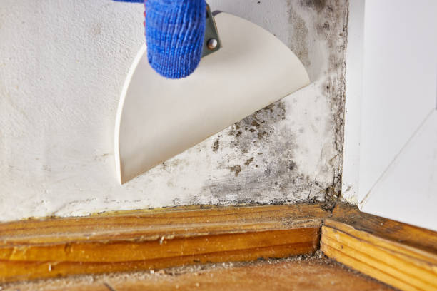 Best Mold Prevention Services  in USA